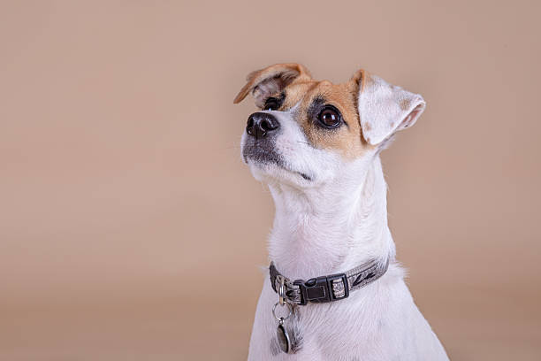 Close up portrait of a white and tan Jack Russell cross dog wearing a collar against a plain studio backdrop. Small mixed breed dog photographed indoors with neutral background