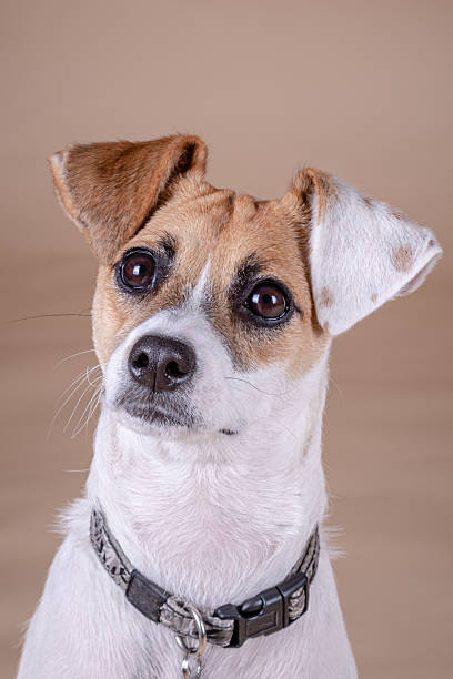 Close up portrait of a white and tan Jack Russell cross dog wearing a collar against a plain studio backdrop. Small mixed breed dog photographed indoors with neutral background