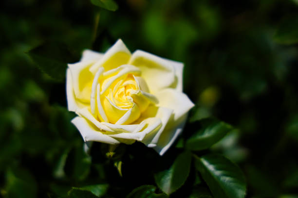 A detailed macro photograph of a soft ivory rose displaying its intricate petals with elegance. This image captures the beauty and gentle nature of the flower, symbolizing purity, love, and serenity.