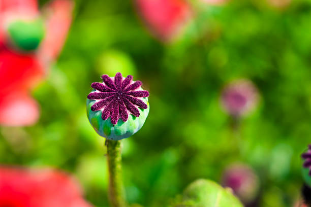 A close up view shows a flower bud developing in a garden. The plant stands among green leaves in the background. The time is during daylight and sunlight highlights the details of the bud.
