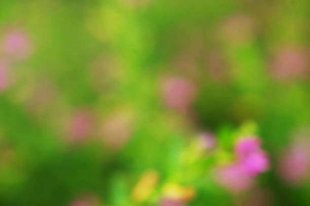 Bokeh Effect in Floral Landscape
