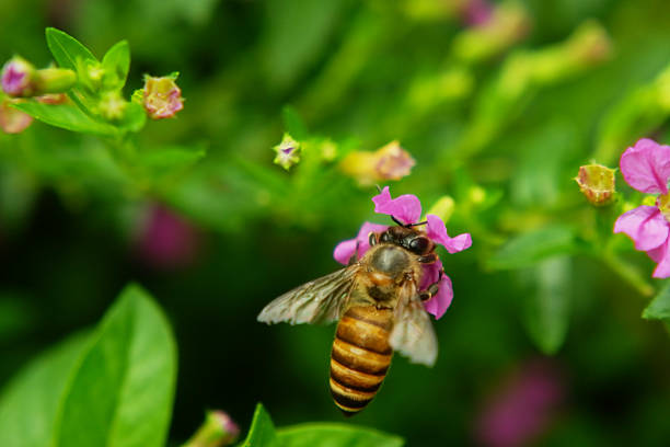 Close-Up of Bee Gathering Nectar