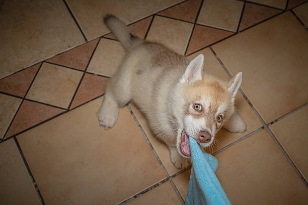 A lively Siberian Husky puppy enthusiastically plays tug-of-war with a blue towel while standing on a patterned tiled floor indoors. The young dog’s bright eyes, fluffy coat, and playful expression capture the energetic and curious nature typical of husky puppies during early development and interactive playtime.