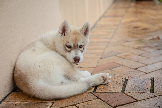 A fluffy Siberian Husky puppy sits curled against a light-colored wall on a brick patio, looking toward the camera with alert, expressive eyes. The soft cream and white coat and relaxed posture capture a peaceful, candid moment of a young dog resting in an outdoor home environment.