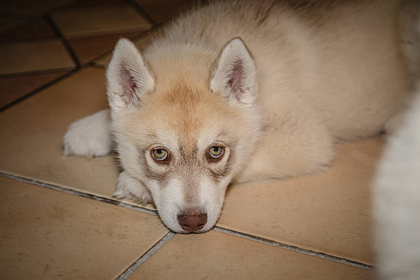 A young Siberian Husky puppy lies resting on a tiled indoor floor, gazing calmly toward the camera. The fluffy cream and white coat, alert ears, and soft expression highlight the gentle and curious nature of the puppy during a quiet moment of rest at home.