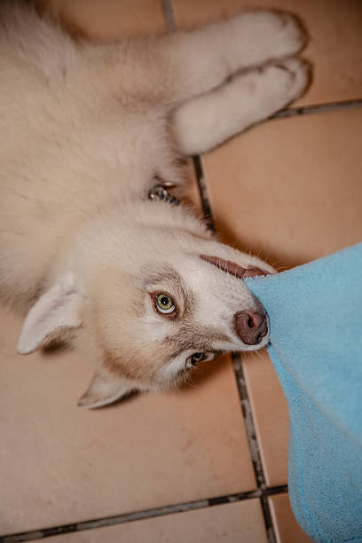 A playful Siberian Husky puppy lies on a tiled floor, gently tugging and chewing on a soft piece of blue fabric. The close-up perspective highlights the puppy’s striking eyes, fluffy coat, and curious, energetic personality, capturing a candid moment of indoor pet play and youthful exploration.