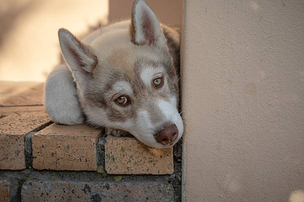 A young Siberian Husky puppy rests its head gently on a brick ledge beside a plastered wall, gazing calmly toward the camera. The soft cream and white fur, warm natural light, and relaxed pose create a tender and intimate portrait of a resting domestic dog in a home outdoor setting.