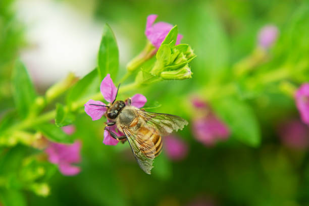 Bee Collecting Nectar in Garden Scene