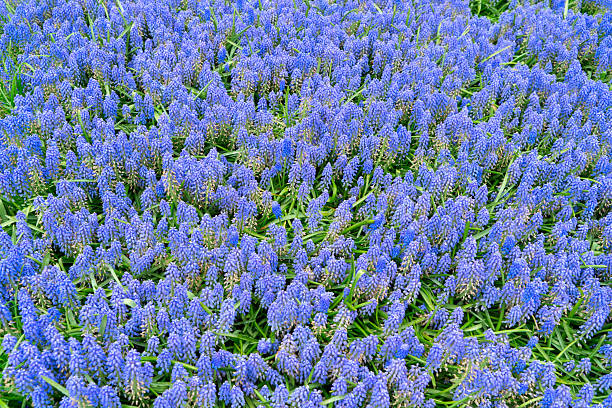 Tulip flowers uncultivated, in full bloom. Spring time.