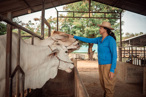 Portrait female farmer interacting affectionately with a cow inside rural cattle barn smiling while caring for livestock positive human with animal relationship, animal welfare and sustainable farm life in the countryside.