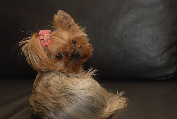 Cute Yorkshire Terrier Puppy with Bow on Sofa Looking Back