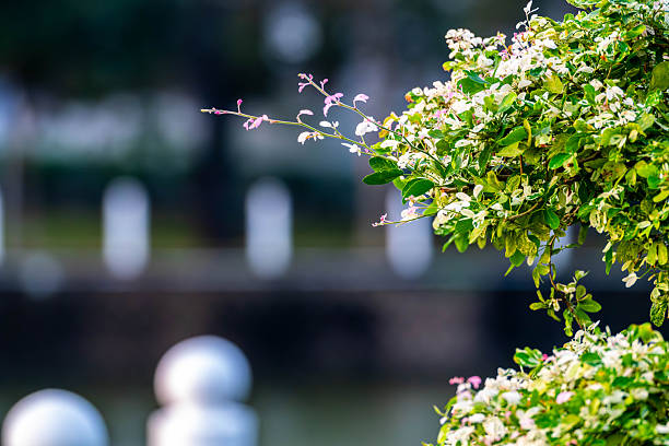 natural view of flowers