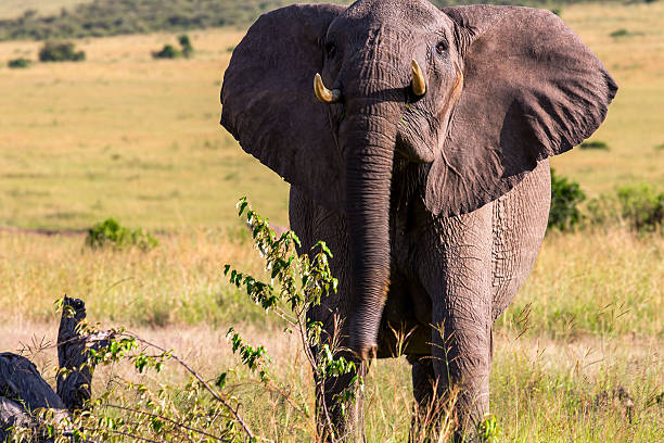 Female elephant cleaning in the morning
