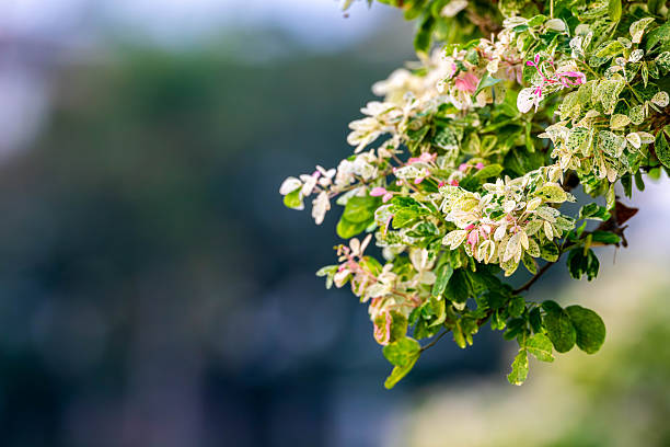 natural view of flowers