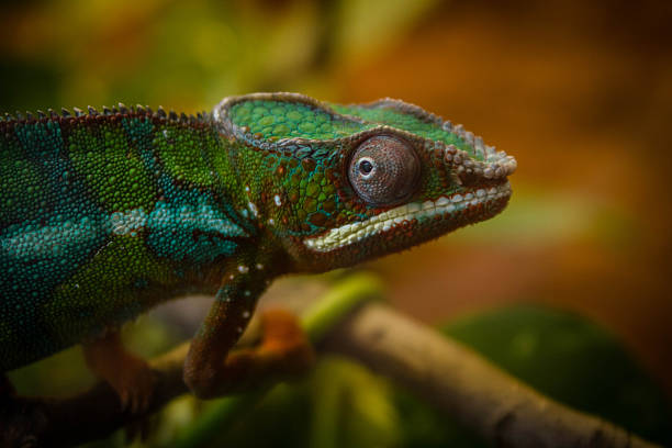 istock Closeup of a beautiful green chameleon3 2256877158
