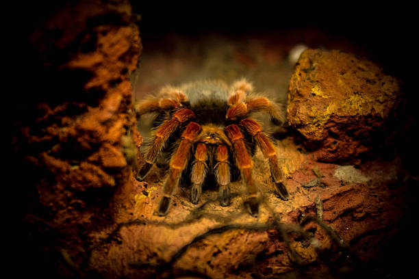 Closeup of a hairy spider tarantula