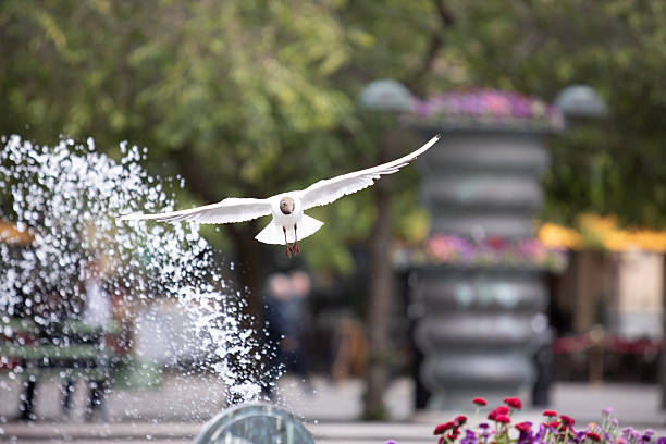 Seagull in motion captured near a water fountain with splashing drops and city architecture in the background.
