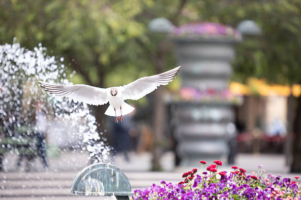 15 February. 2020. Famous fountain in the central basin of the \