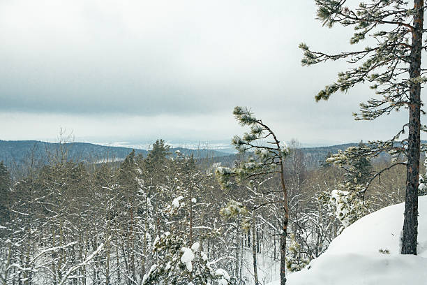 Snowy forest landscape features tall evergreen trees and distant mountains under a cloudy sky, capturing the essence of winter in a tranquil setting