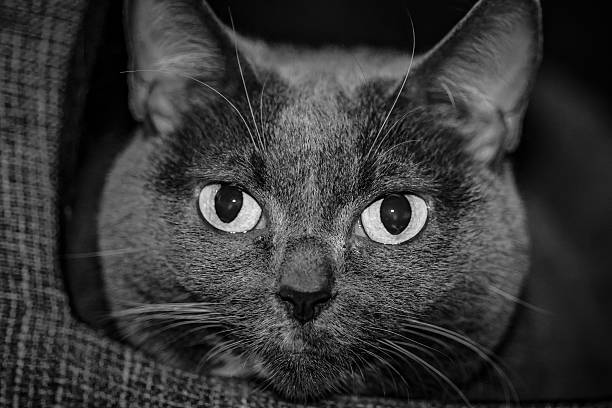 british short hair cat is looking at the camera