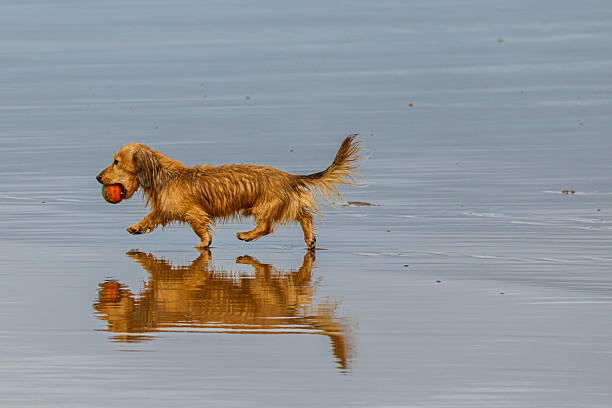 Charming image of a playful dog carrying a ball while walking through shallow water, creating a clear reflection on the wet surface. The minimalist composition and calm coastal setting convey joy, movement, and companionship, making this photograph ideal for pet, lifestyle, editorial, and commercial use.