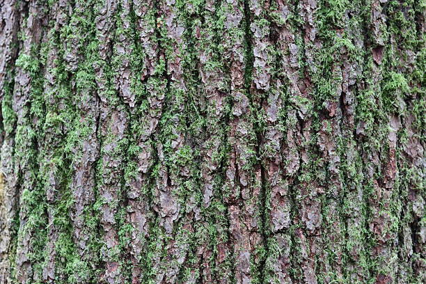 Close up of oak tree bark