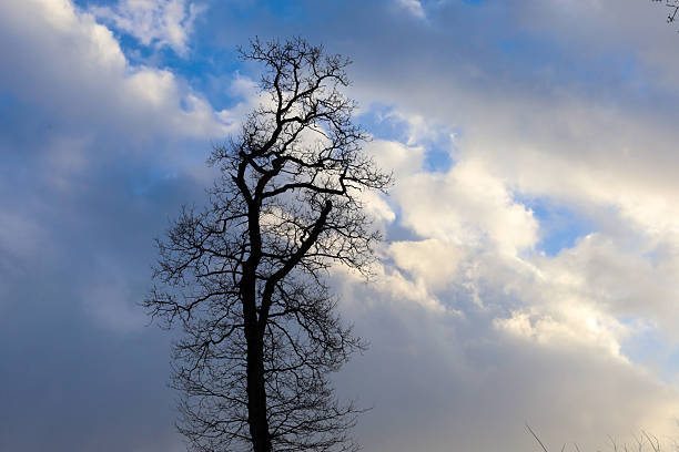 one tree with bare branches and several smaller trees in the background.