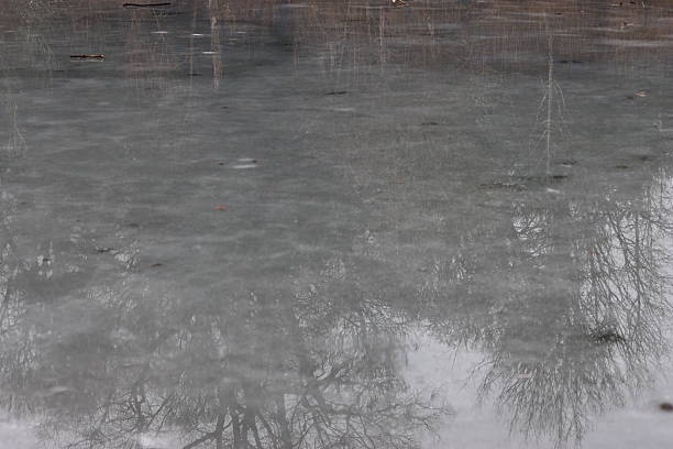 Trees reflected in a frozen pond surface in winter