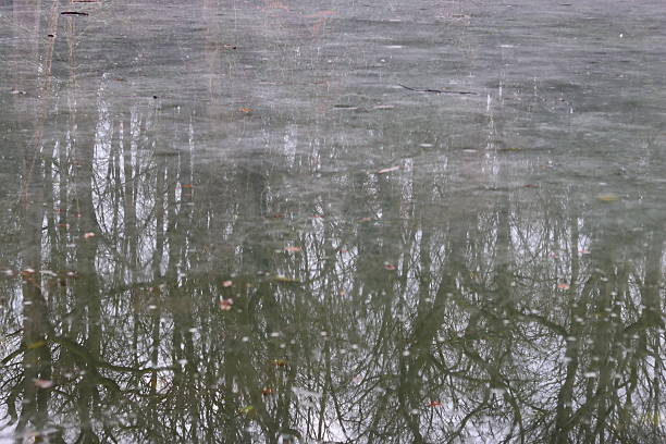Trees reflected in a frozen pond surface in winter