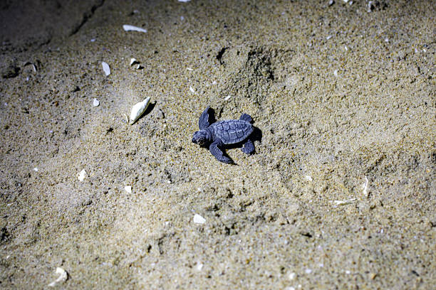 Baby sea turtle leaving it’s nest at night under red light near Tamarindo in Costa Rica. Red lights are used by researchers as was the case when this photo was taken to avoid harming the turtles.