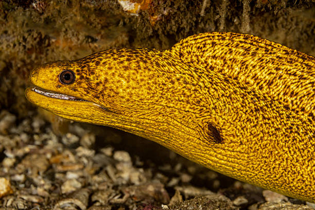 Moray Eel identification can be tricky. Is it a Gymnothorax flavimarginatus or is it a Gymnothorax eurostus? Gymnothorax eurostus is valid and documented in French Polynesia per the Tahiti fish guide with broad variability. Probably it's a Gymnothorax flavimarginatus, but probably is not sure! Nuku Hiva Island, Marquesas Islands, French Polynesia 8°56'15.57 S 140°5'43.038 W at 22m depth