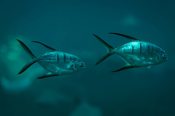 Two palometa fish swimming side by side in clear blue ocean water. Elegant palometa fish gliding through the deep blue sea in a calm underwater scene.