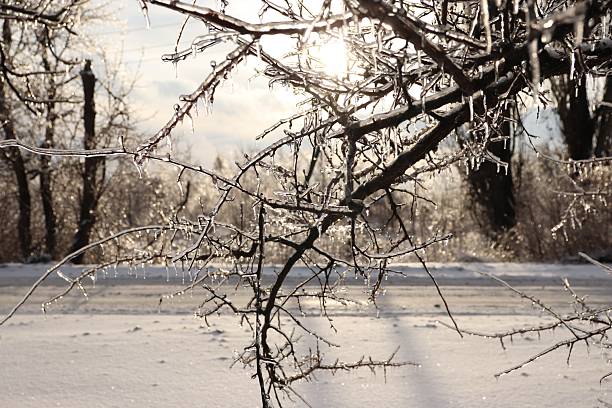 Tree branches coated in ice glisten in the sunlight, creating a dazzling winter spectacle against a snowy backdrop. The scene captures the contrast between the beauty and fragility of frozen nature, ideal for seasonal campaigns, environmental messaging, and cold-weather design.