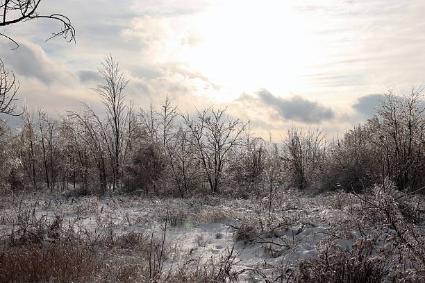 istock A frozen forest with ice-covered branches and soft sunlight shining through the cloudy sky — the tranquil winter texture of nature. 2256896764