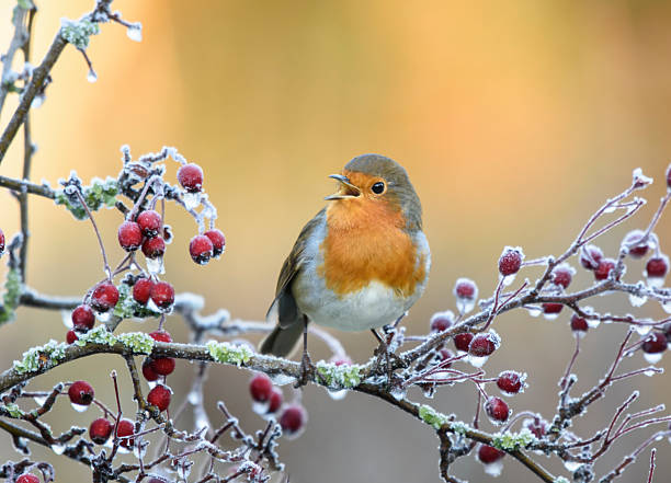 istock European robin, Erithacus rubecula, front view, facing camera, singing, perched in frosty hawthorn berries at sunrise. Winter, 2256897167