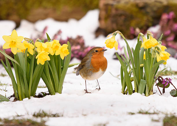 European robin, standing in snow with flowering daffodils, in garden.