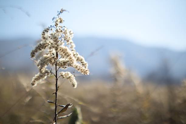 Pictures of Great Smoky Mountains.
