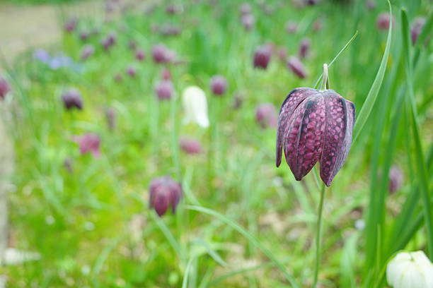 A cluster of Fritillaria meleagris blooming magnificently.