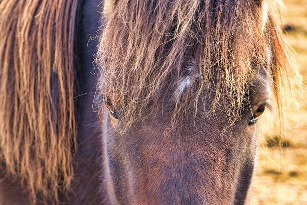 Pictures of nature and animals in Iceland.