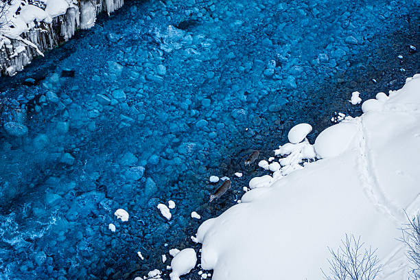 Two deer walk through a clear turquoise river bordered by snow and ice, captured in a serene winter landscape that highlights wildlife movement, resilience, and the contrast between flowing water and frozen surroundings. Biei