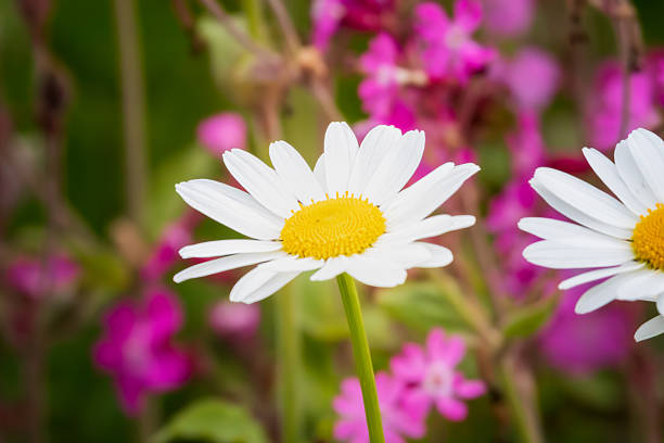 Leucanthemum maximum, Daisy, Northumberland May 2025. White daisy flowers (Leucanthemum maximum) with yellow centers, set against a blurred background of vivid pink blooms. The daisies feature long, slender petals radiating symmetrically from a bright central disk. Stems are green and upright. The contrast between the white petals and vibrant pink background enhances the visual impact, highlighting the daisies delicate structure.