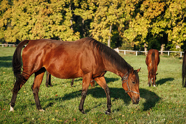 istock Thoroughbred bay horse grazing grass on pasture 2256903522