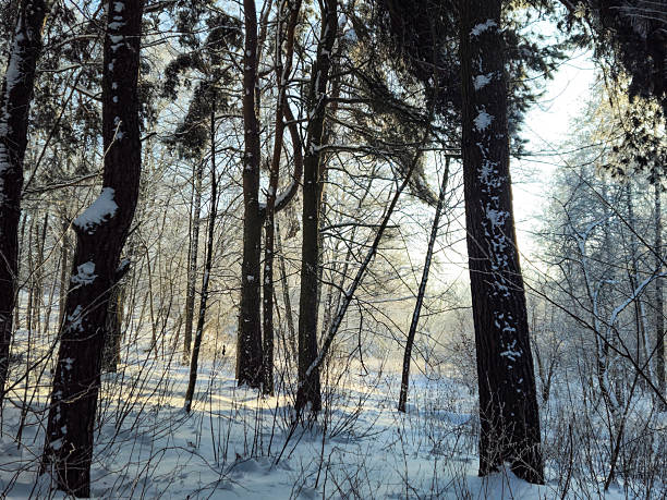 Winter pine forest with sunlight shining through snow-covered branches. Peaceful woodland scene with soft light, frost, and natural winter atmosphere.