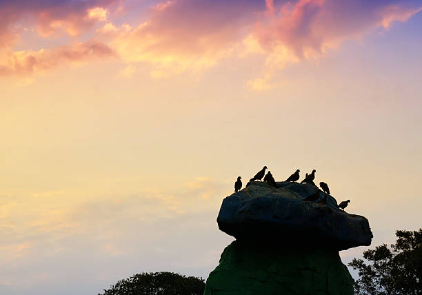 Birds perched on a large rock against a colorful sky