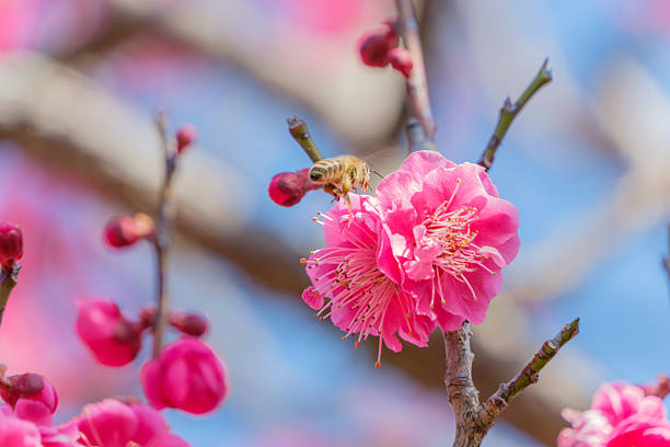 Spring bee on a blossom