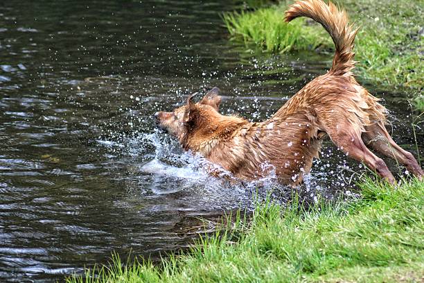 A young border collie shaking off water after retrieving a ball from the water in Linn Park, Glasgow.