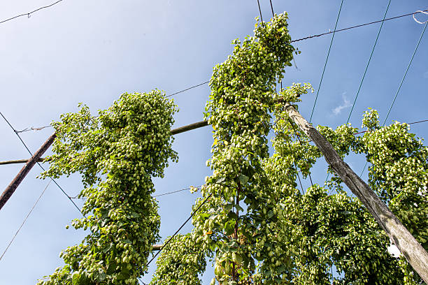 Field of hop plants in summer ready to be harvested, Kent, England