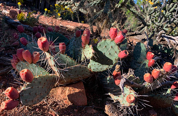 The best early morning hike in Santa Fe is Sun Mountain. Here, a paddle cactus in her full regalia.