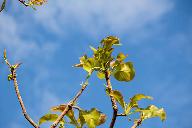 Tree branches with fresh green buds against a clear blue sky, symbolizing new growth, spring season, nature renewal, and minimal natural background.