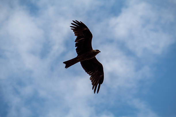 Kite bird soaring gracefully in a clear blue sky, captured mid-flight with wings fully spread, symbolizing freedom, strength, and wildlife in nature.